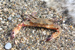 Crab against sand Crab against sand