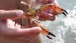 Photo: Beautiful crab in hands of the hunter Beautiful crab in hands of the hunter