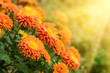 Photo: Chrysanthemums Chrysanthemums