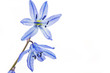 Blausternchen (Scilla siberica) auf weißem Hintergrund