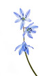 Blausternchen (Scilla siberica) auf weißem Hintergrund