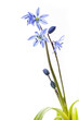 Blausternchen (Scilla siberica) auf weißem Hintergrund