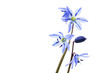 Blausternchen (Scilla siberica) auf weißem Hintergrund