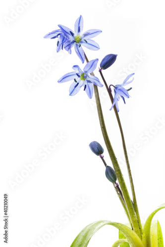 Foto: Blausternchen (Scilla siberica) auf weißem Hintergrund Blausternchen (Scilla siberica) auf weißem Hintergrund