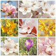 Spring Flowers Spring Flowers