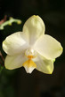 Orchid