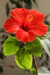 Hibiscus rosa-sinensis