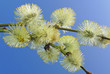 spring branch of willow with catkins