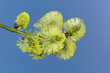 one branch of willow with catkins and blue sky