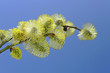 branch of willow with catkins and blue sky background