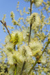 spring tree willow with catkins and blue sky