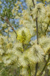 spring tree willow with catkins