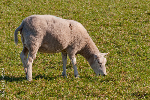 Photo: Portrait of a sheep grazing in the meadow Portrait of a sheep grazing in the meadow