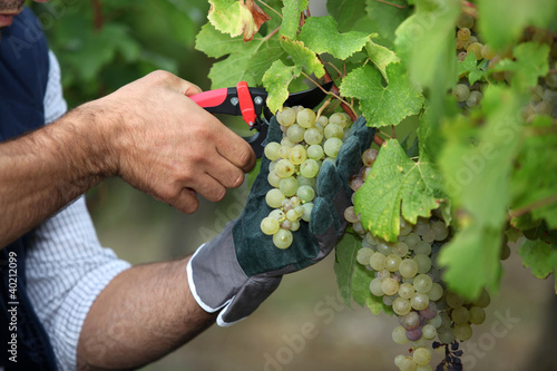 Foto: Pruning grapes Pruning grapes
