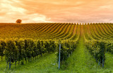 Viticulture - Fine Art prints