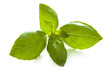 basil leaves on white