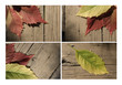 Autumn leaf collection for your design
