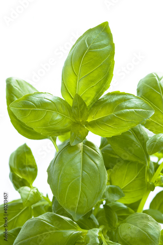 Photo: growing basil leaves against white growing basil leaves against white