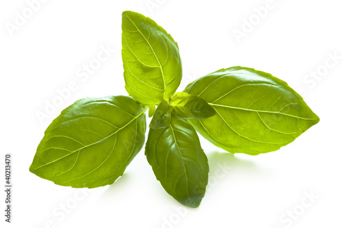 Photo: basil leaves on white basil leaves on white