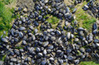 moules sur le rocher