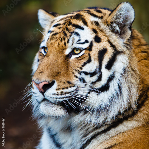 Photo: Closeup of a Siberian tiger also know as Amur tiger (Panthera ti Closeup of a Siberian tiger also know as Amur tiger (Panthera ti