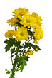 White and yellow chrysanthemum isolated on white