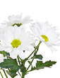 White chrysanthemum isolated on white