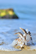 shell on beach shell on beach