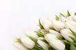 beautiful tulips