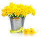 daffodils in metal bucket over white background