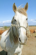 Beautiful white horse in the meadows Beautiful white horse in the meadows