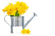 daffodils in metal watering can on white background