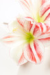 nice lily nice lily