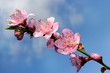 Photo: a branch of peach blossom a branch of peach blossom