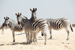group of zebra
