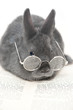 Foto: Kaninchen mit Brille und Buch Kaninchen mit Brille und Buch