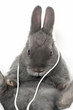 Foto: Kaninchen hört Musik Kaninchen hört Musik