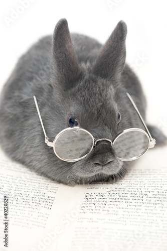 Foto: Kaninchen mit Brille und Buch Kaninchen mit Brille und Buch