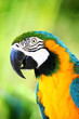 parrot