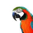 Photo : parrot parrot