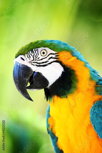 Photo: parrot parrot