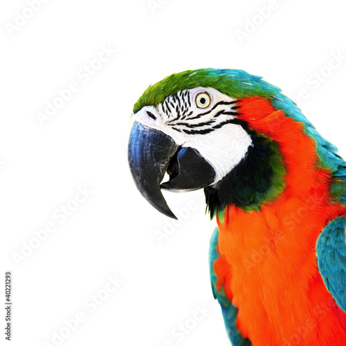 Photo: parrot parrot