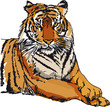 Vector: Sketch of white tiger. Vector illustration Sketch of white tiger. Vector illustration