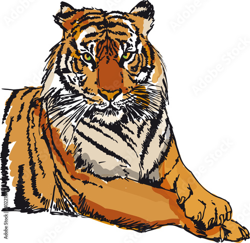 Vector: Sketch of white tiger. Vector illustration Sketch of white tiger. Vector illustration