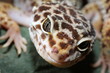 gecko