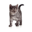 A playful kitten. British breed. Tabby.
