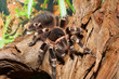 bird spider