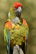 Closeup military macaw