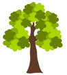 Oak tree