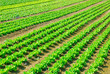seedlings of lettuce lined in the field seedlings of lettuce lined in the field